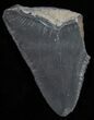 Bargain Bone Valley Megalodon Tooth #11086-1